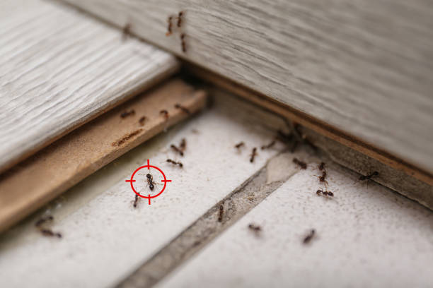 Best Local Pest Control Services  in Wright, WY