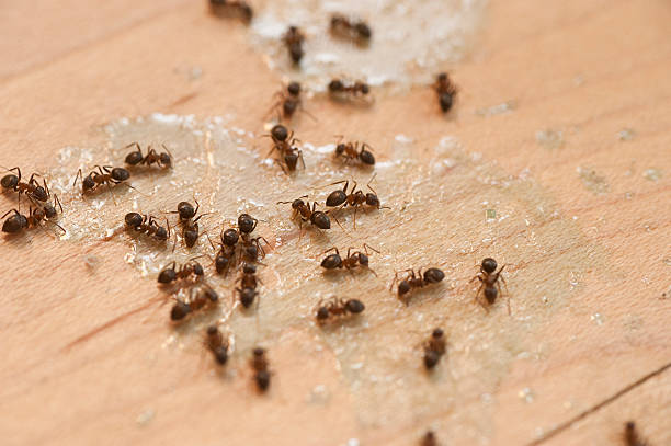Best Insect Control  in Wright, WY